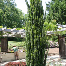 Upright 'Sky Pencil' Holly shrub in a garden setting. A gardener tends to nearby flowerbeds under a wooden pergola. Lush greenery and vibrant red ground cover complete the scene.