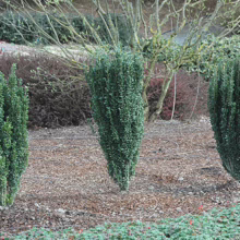 Three 'Graham Blandy' boxwood shrubs stand neatly in a garden bed covered with mulch. These evergreen shrubs have a narrow, upright habit, offering a formal, architectural element to the landscape.