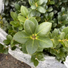 Close-up of a lush, green 'Gem Box' Inkberry Holly shrub with rounded leaves. The compact evergreen shows off its dense foliage, perfect for landscaping and garden design.