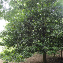 Lush, green holly tree with dense foliage in a woodland setting. Sunlight filters through the leaves, creating dappled shade on the leaf-covered ground.