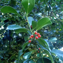 Lush green holly branch laden with bright red berries. Sharp, spiky leaves contrast with the smooth, glossy berries, creating a festive, natural Christmas decoration.