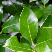 Glossy green holly leaves, showcasing their vibrant color and pointed edges. The leaves are densely packed, creating a lush, natural texture.