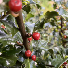 Glossy green holly leaves and bright red berries on a branch, glistening with moisture. Small white flowers peek out among the foliage, adding a touch of delicate beauty to the festive scene.