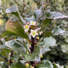 Close-up of glossy green holly leaves with sharp spines surrounding delicate white holly flowers with pink buds. Raindrops glisten on the leaves, highlighting the plant's texture and detail.