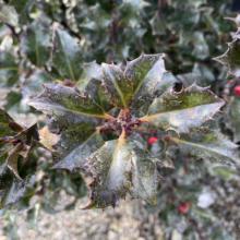 Glossy, spiky holly leaves with red berries, glistening in the light. Close-up of an evergreen shrub, perfect for winter garden interest and holiday decorations.