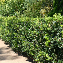 Lush green holly hedge, neatly trimmed, lines a sun-dappled garden path. Dense foliage creates a vibrant, formal border.