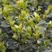 Lush close-up of a 'Castle Wall' Holly bush, showcasing its dark green, spiky leaves and vibrant new growth, highlighted by delicate white flowers.