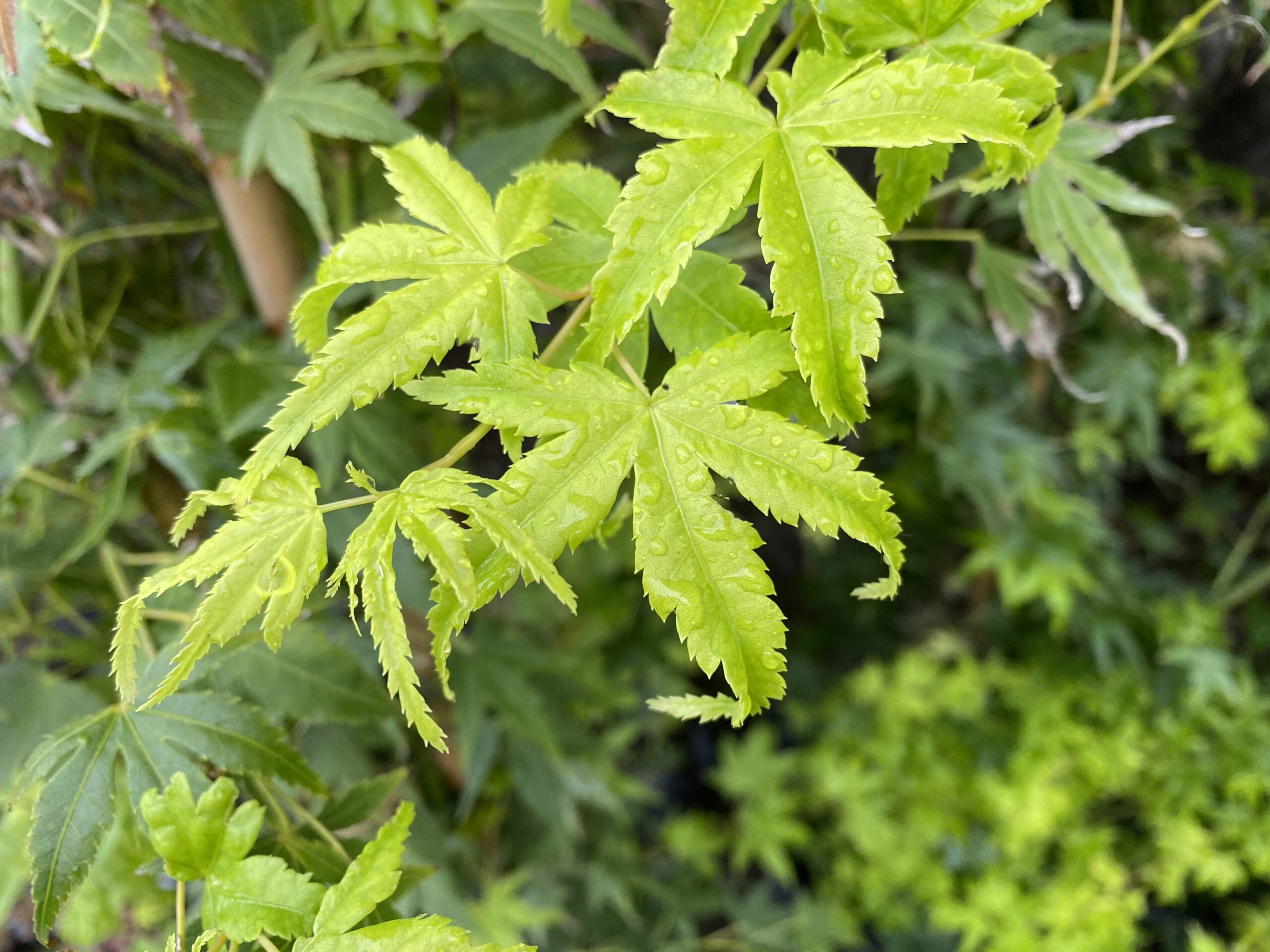 Acer palmatum 'Shidava Gold' leaves: delicate, light green foliage with water droplets, showcasing its vibrant spring color.