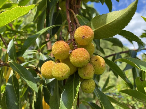 <i>Arbutus canariensis</i>