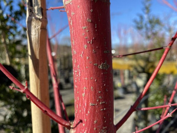 <i>Acer palmatum</i> 'Senkaki'