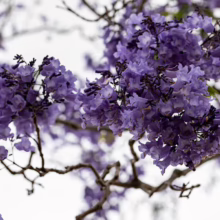 Close-up of vibrant purple Jacaranda flowers blooming on a tree branch against a bright sky. The delicate blossoms create a beautiful floral display.
