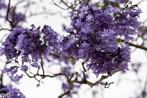 <i>Jacaranda mimosifolia</i> - Image 10