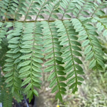 Close-up of a Jacaranda tree's vibrant green, fern-like leaves, showcasing their delicate, feathery texture and intricate structure.