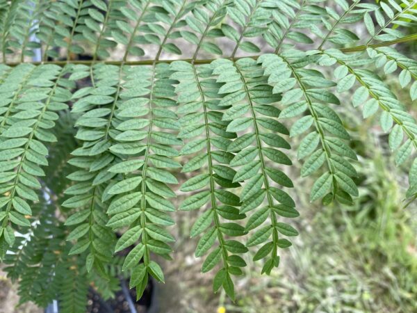 <i>Jacaranda mimosifolia</i> - Image 11