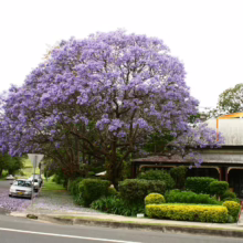 Jacaranda tree in full bloom, covering the street in purple flowers. A charming building with an "Open" sign is nestled behind the lush greenery.