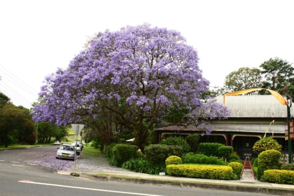 <i>Jacaranda mimosifolia</i> - Image 12