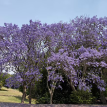 Jacaranda trees in full bloom, showcasing vibrant purple flowers against a clear blue sky. A picturesque scene of nature's beauty with a lawn in the background.