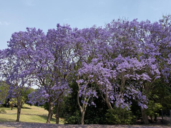 <i>Jacaranda mimosifolia</i> - Image 13