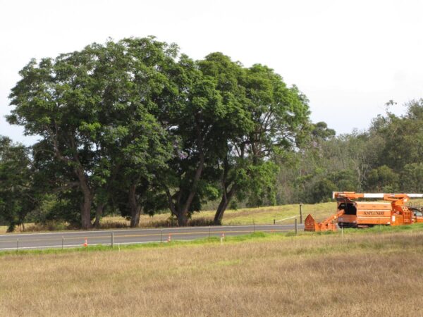 <i>Jacaranda mimosifolia</i> - Image 14