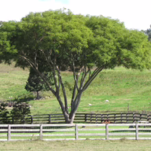 Lush green tree with a wide canopy dominates a grassy field, framed by a rustic wooden fence. Sheep graze in the background, adding to the pastoral scene.