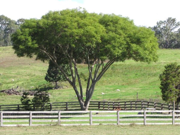 <i>Jacaranda mimosifolia</i> - Image 15