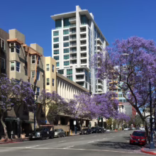 Street view of Pasadena, California, featuring jacaranda trees in full bloom with purple flowers lining the street, modern buildings, and parked cars under a clear blue sky.