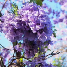 Close-up of vibrant purple Jacaranda tree blossoms against a bright blue sky. Delicate flowers cascade from branches, creating a stunning floral display.