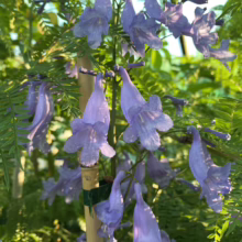 Close-up of jacaranda blooms, showcasing delicate, trumpet-shaped purple flowers dripping with moisture, set against lush green fern-like foliage. A bamboo stake supports the blossoming branch.