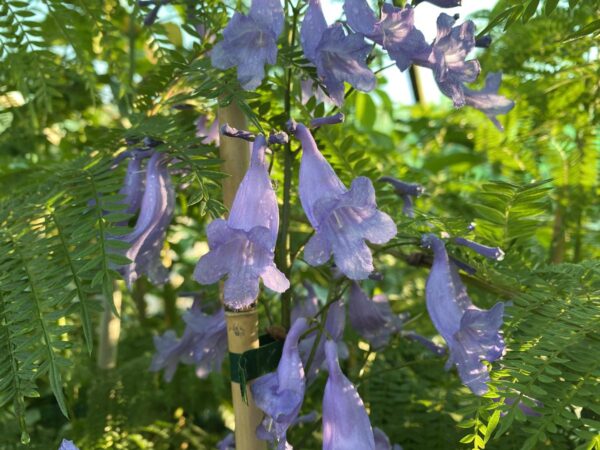 <i>Jacaranda mimosifolia</i> - Image 5