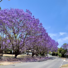 Street lined with Jacaranda trees in full bloom, their vibrant purple flowers creating a stunning canopy against a clear blue sky. Fallen blossoms cover the road, adding to the beauty of this Jacaranda-lined street.