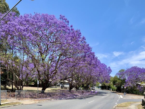 <i>Jacaranda mimosifolia</i> - Image 6