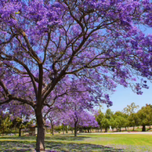 Jacaranda trees in full bloom create a purple canopy over a park. Blossoms cover the ground, with green grass and other trees in the background under a bright blue sky.