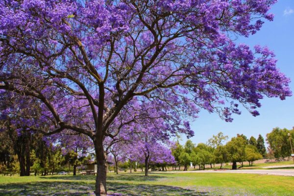 <i>Jacaranda mimosifolia</i> - Image 7