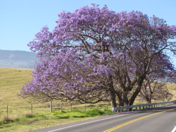 <i>Jacaranda mimosifolia</i> - Image 8