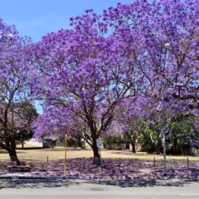Jacaranda trees in full purple bloom line a street, creating a vibrant canopy over a park with a bench. Petals cover the ground, adding to the beauty of the Jacaranda season.