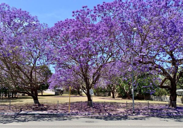 <i>Jacaranda mimosifolia</i> - Image 9