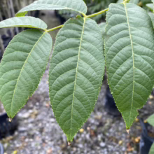 Close-up of vibrant green walnut tree leaves, showcasing their serrated edges and detailed veins. The leaves are arranged on a branch against a blurred background of potted plants.