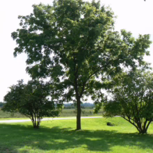 Lush green lawn with a tall, leafy tree centered between two smaller trees. Sunlight casts shadows on the grass, creating a peaceful, natural scene.