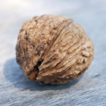 A close-up of a rough, brown black walnut on a weathered wooden surface. The walnut shell is textured and slightly cracked, casting a soft shadow.