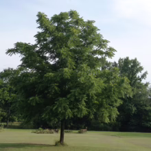 A lush green black walnut tree stands prominently in a grassy field, casting a shadow on the lawn. Other trees line the background under a bright sky.