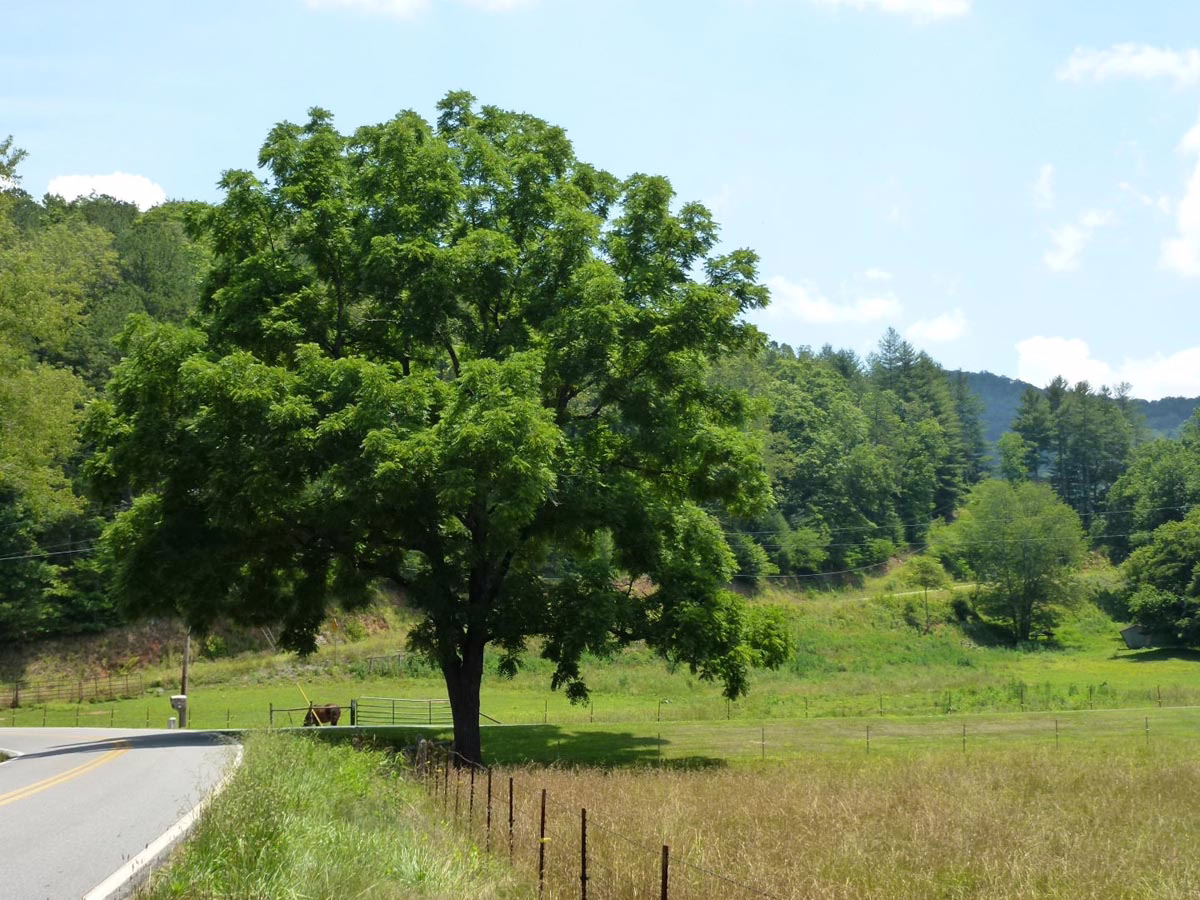 Lush green Juglans nigra tree stands tall in a sunlit field, casting a cool shadow on the grass below.