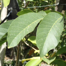 Close-up of lush green walnut tree leaves, showcasing their vibrant color and intricate vein patterns in natural sunlight.