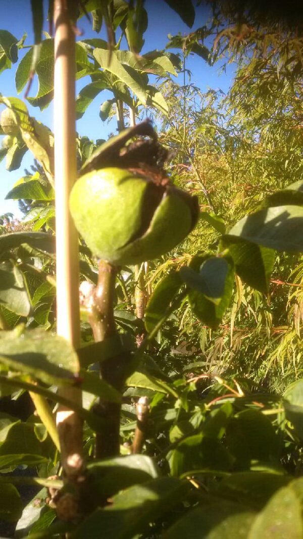 <i>Juglans regia</i> 'Wilson's Wonder'