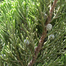 Close-up of a juniper tree branch with scale-like leaves in vibrant green and small, round, bluish-white berries. The rough, reddish-brown bark of the branch is visible.