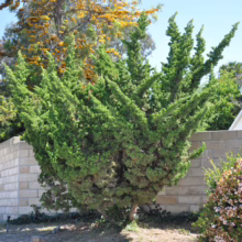 A lush, green Italian Cypress tree stands tall against a pale brick wall, its foliage reaching upwards like candles. Golden wattle blooms in the background, adding a splash of color to the sunny scene.
