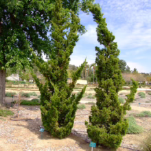 Two Italian Cypress trees stand in a garden with a unique, curved shape against a partly cloudy sky. The trees have dense, green foliage and are surrounded by mulch and other plants.