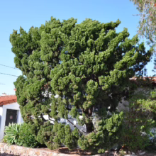 Lush green Monterey Cypress tree dominates the front yard of a white Spanish-style home with a red tile roof, creating a vibrant and picturesque scene. A bottlebrush tree and manicured hedge complement the landscape.