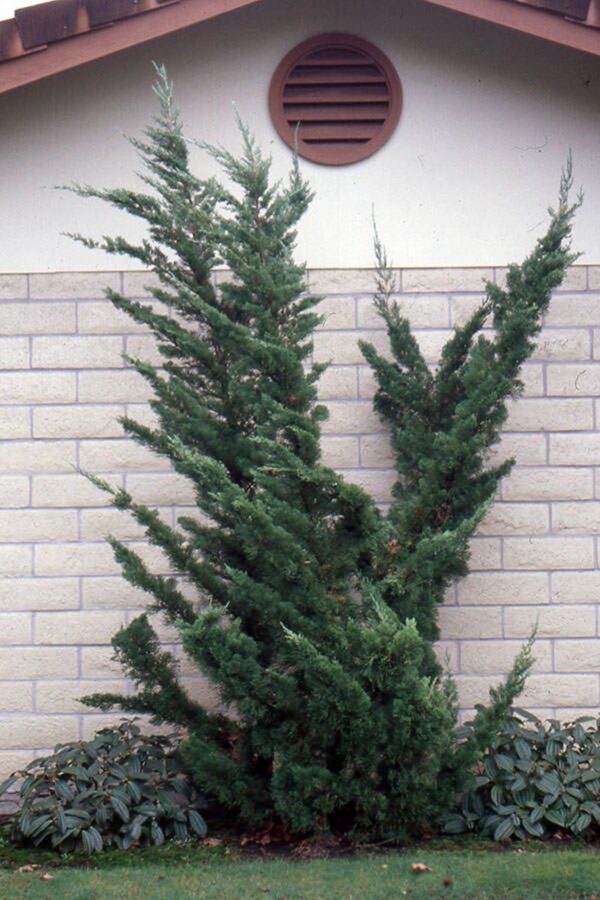 <i>Juniperus chinensis</i> 'Kaizuka' - Image 6