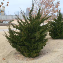 Dense, dark green juniper shrubs thrive in a landscaped park setting, with a cityscape faintly visible in the background. The low-growing evergreens add texture and structure to the outdoor space.