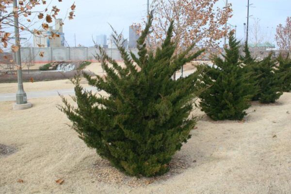 <i>Juniperus chinensis</i> 'Kaizuka' - Image 7